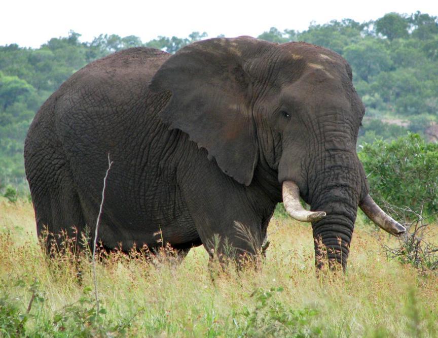 Farm stay Thirty-three Dinokeng Big 5 Klipdrift