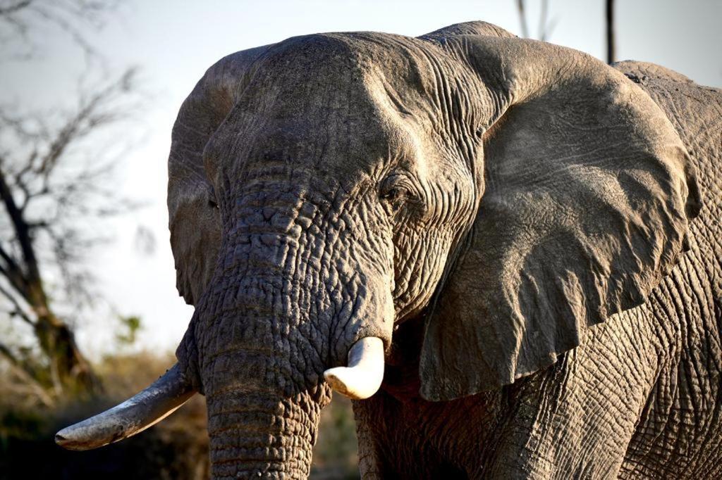 Farm stay Thirty-three Dinokeng Big 5 Klipdrift