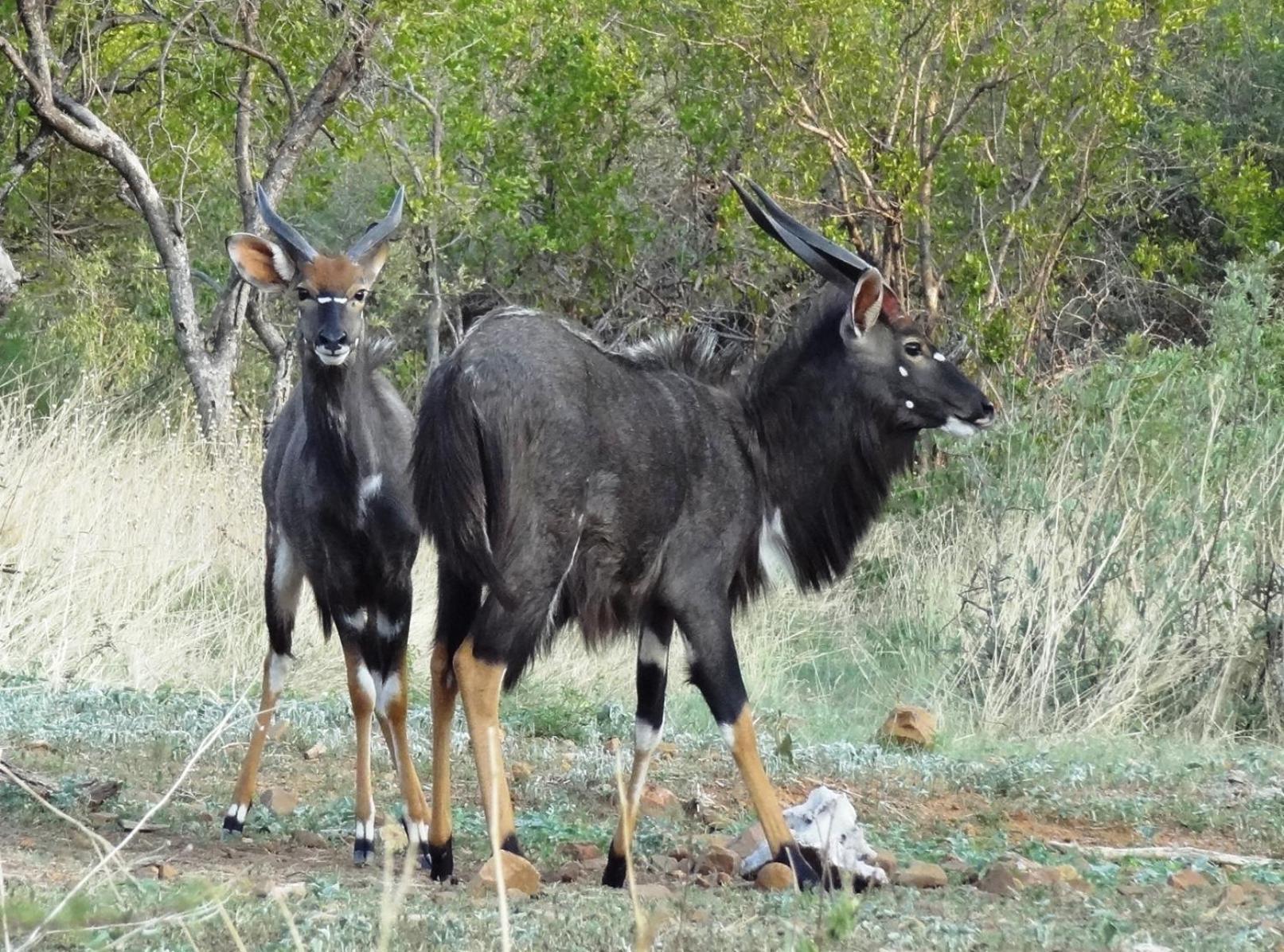 Thirty-three Dinokeng Big 5 Farm stay *