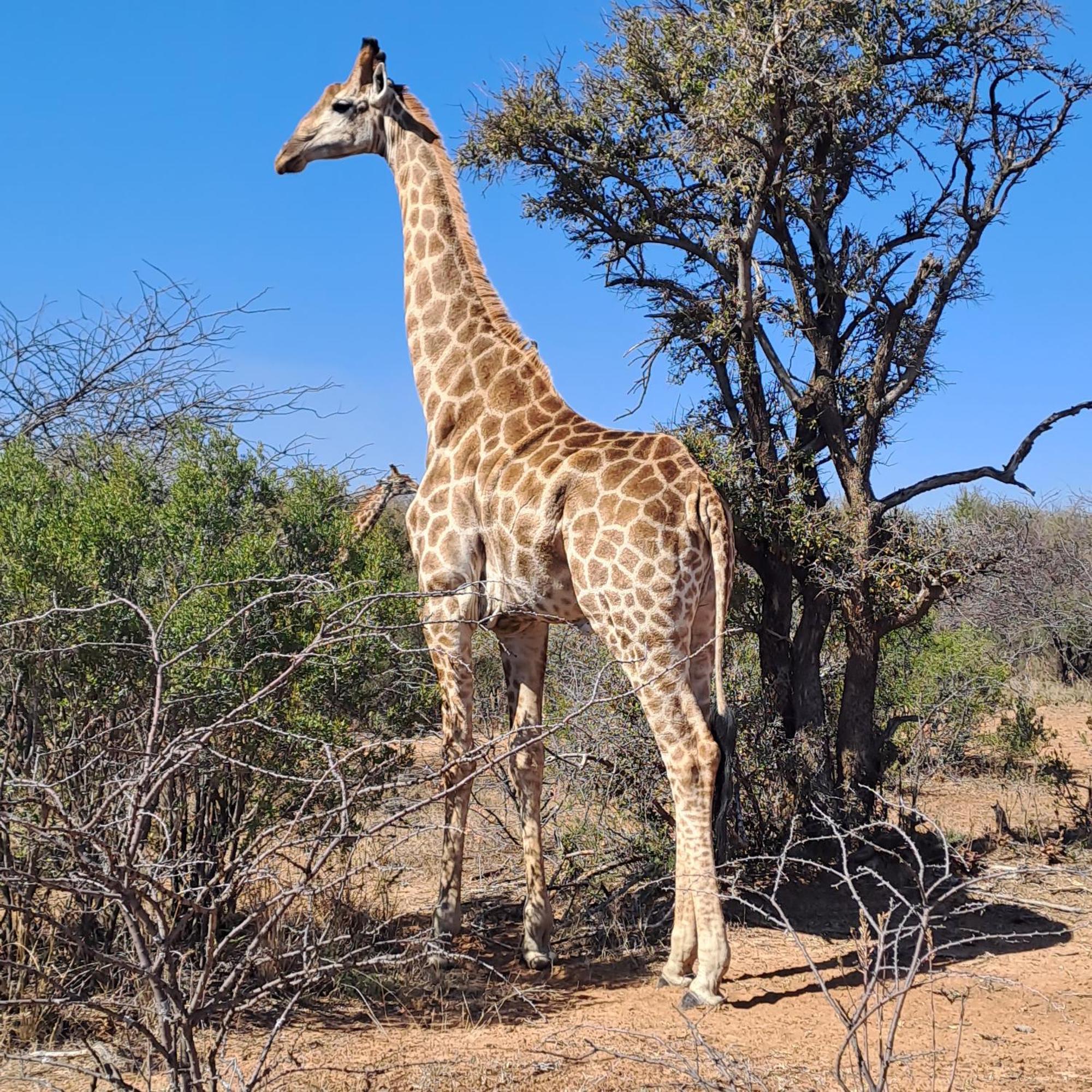 Farm stay Thirty-three Dinokeng Big 5 Klipdrift